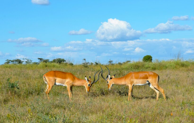 10 Days Best of Kenya Package: Wildlife and Beach